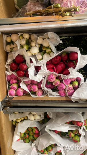 Пионы импортные оптом и в розницу