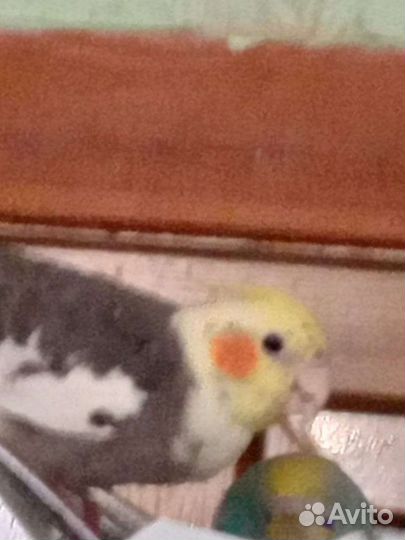 Попугай корелла