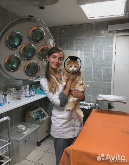 Ветеринарный врач на дом круглосуточно