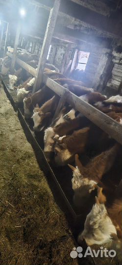 Быки и тёлки