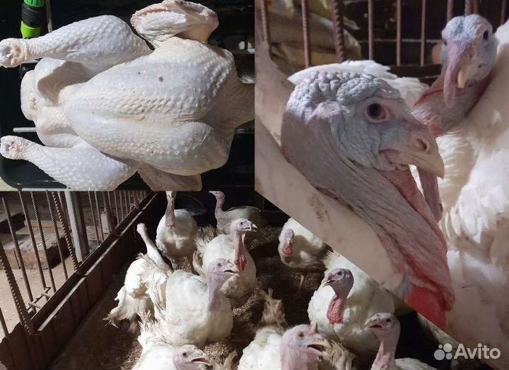 Домашняя индейка