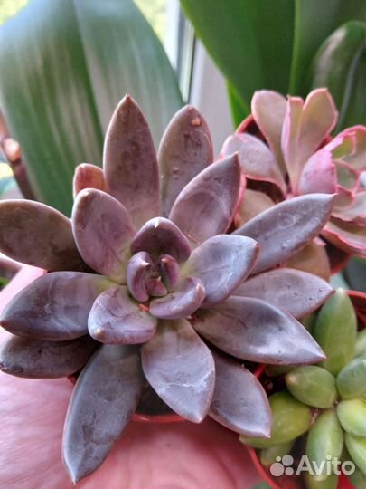 Суккуленты