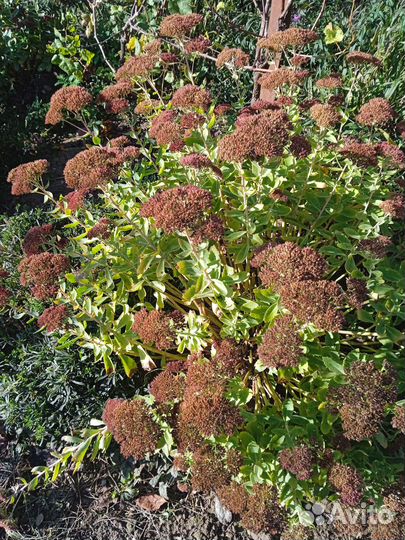 Очетки садовые