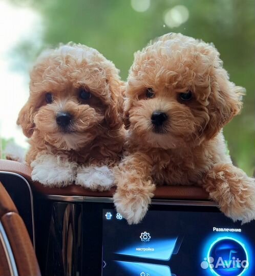 Мальтипу ф1