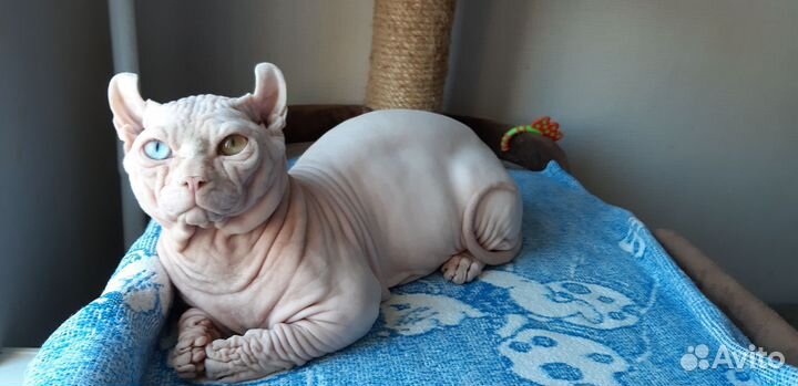 Разноглазая двельф канадский сфинкс