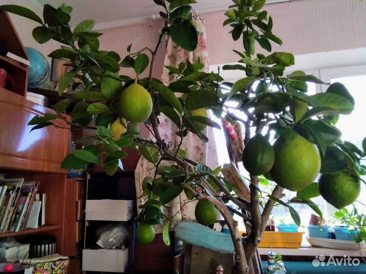 Лимоное дерево