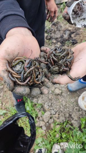 Черви зелёные для рыбалки