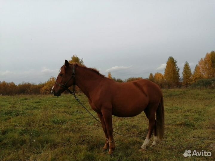 Продам 3 коней