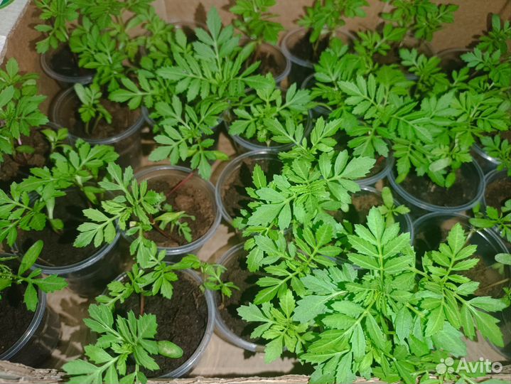 Рассада цветов