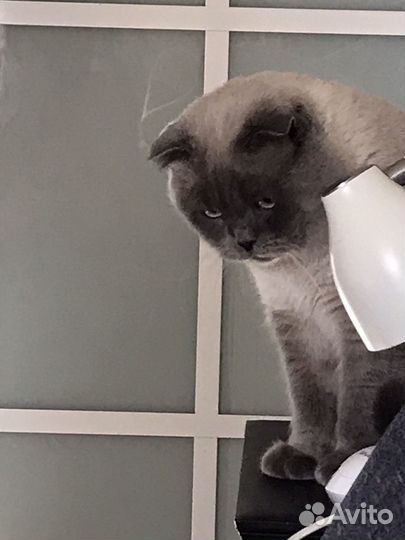 Вязка Жених