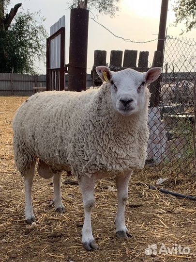 Баран Тексель чистый