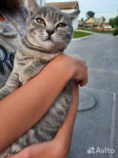 Кошка