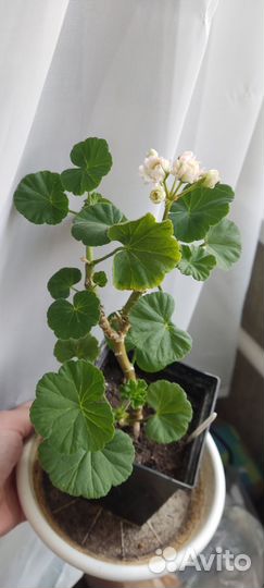 Пеларгония Эйприл сноу