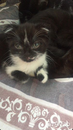 Котенок Плюша