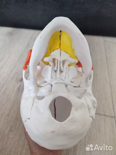 Череп разборный