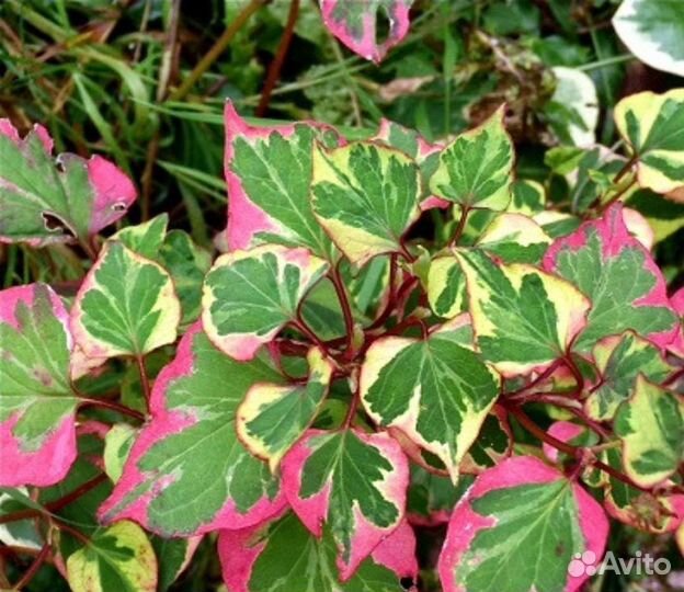 Хоуттюния Хамелеон