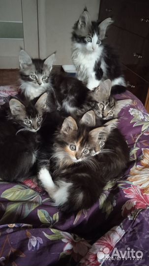 Котята мейн-кун