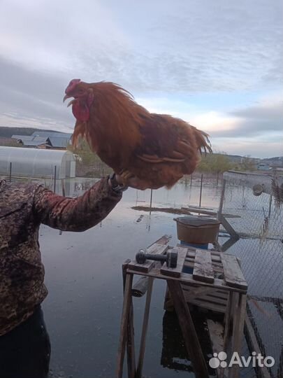 Продам петуха