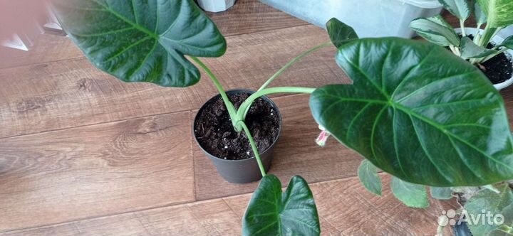 Алоказия Регал шилдс