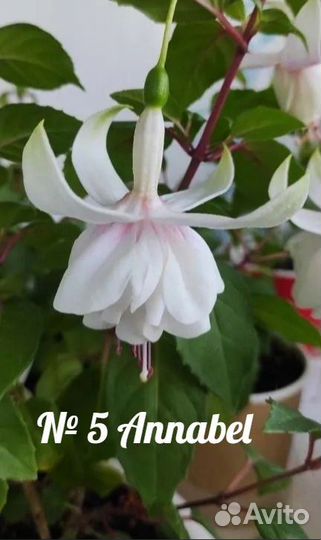 Фуксии сортовые махровые (часть 1)