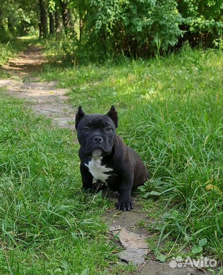 Американские булли щенки мальчики