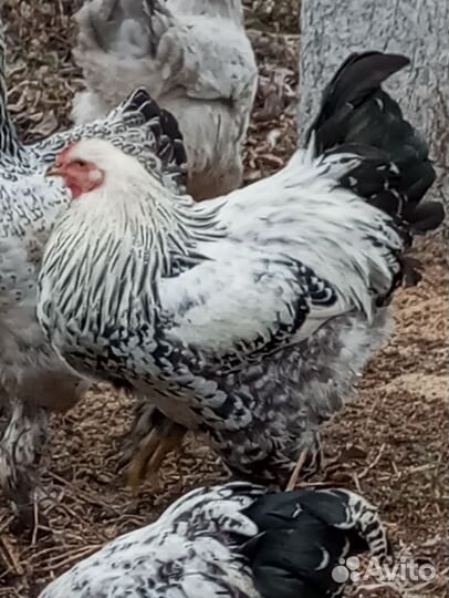 Петух брама Колумбийский