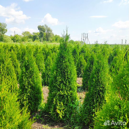 Туя западная Смарагд. Напрямую из питомника