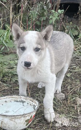Щенки сибирской хаски/лайки помесные