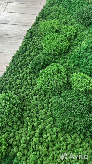 Панели из стабилизированного мха