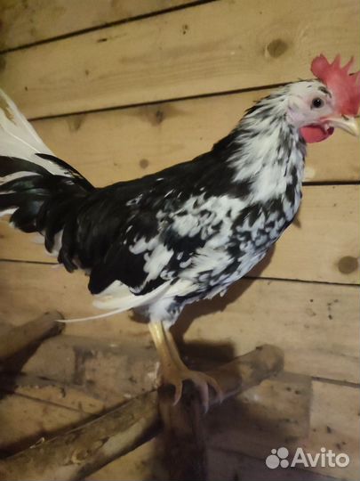 Молодые петушки Леггорн Далматинец