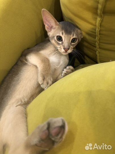 Абиссинский котенок