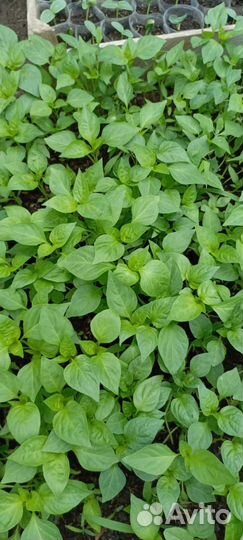 Рассада перец помидоры баклажаны огурцы кабачки