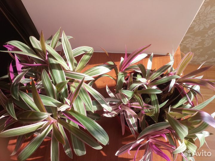 Рэо красивый Оберег