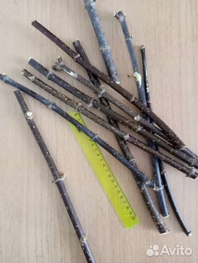 Ствол для топиария