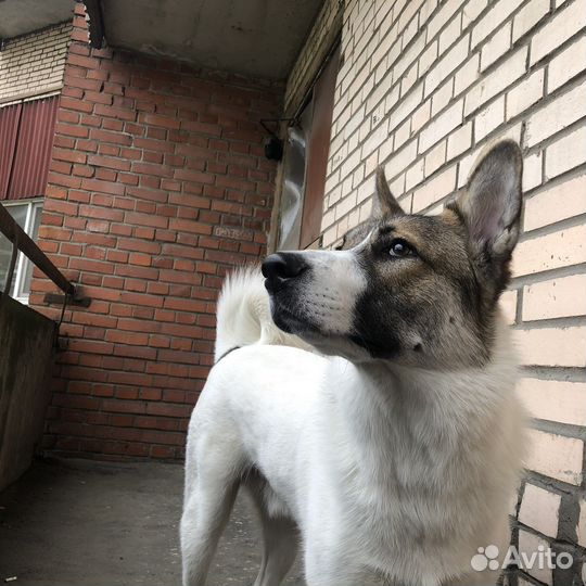 Метис овчарки с лайкой