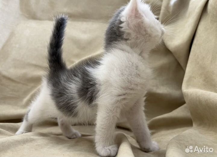 Котята с доставкой