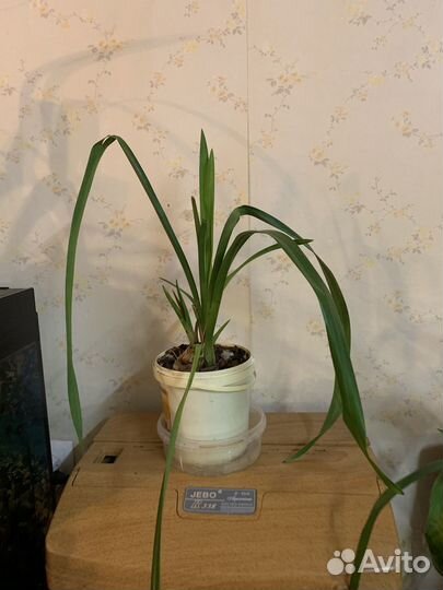 Орхидея цимбидиум