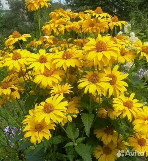 Садовые цветы