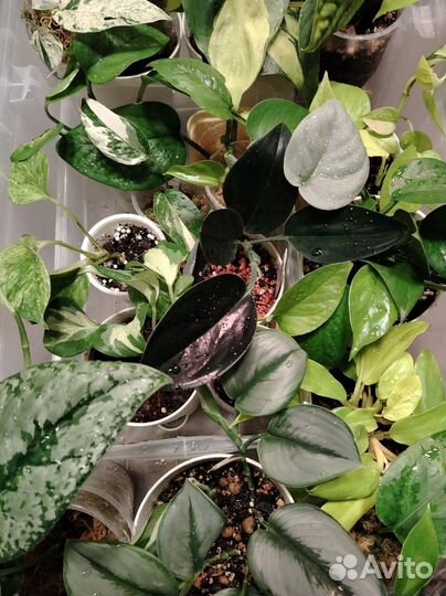 Сциндапсус эпипремнум