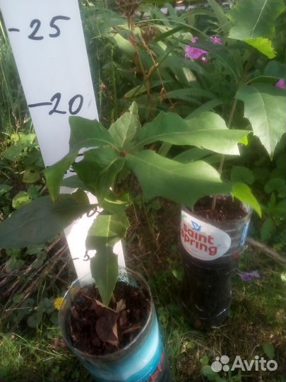 Саженцы болотного дуба (Quercus palustris)