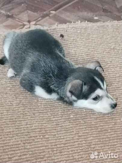 Обычные щенки