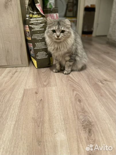 Кошечка в добрые руки