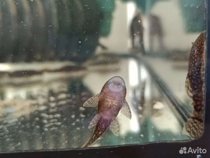 Анциструс сомик 4 мес