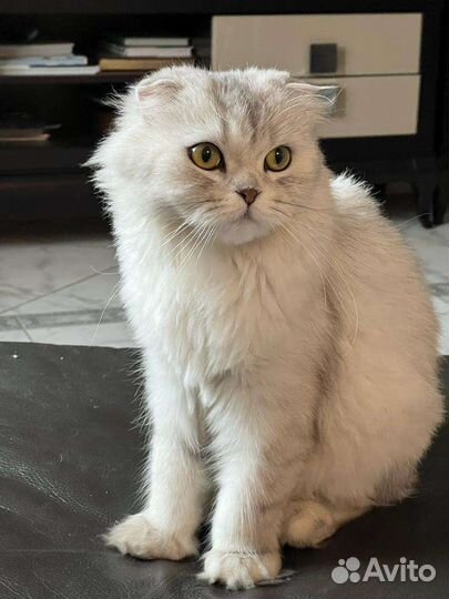 Ветеринарный врач Ветеринар на дом