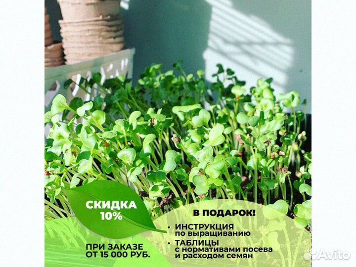 Чёрный тмин для проращивания микрозелени
