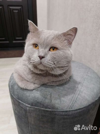 Кот вязка щотландец