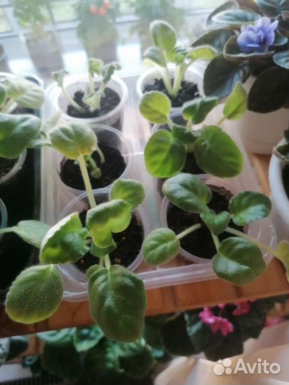 Фиалка розовая