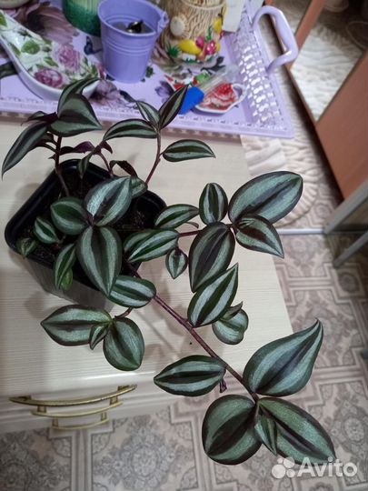 Комнатные цветы