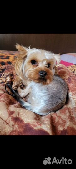 Йоркширский терьер вязка