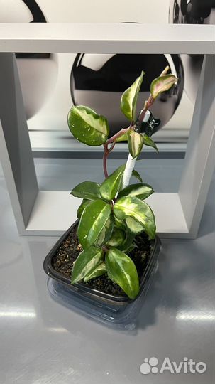 Хойечки разные